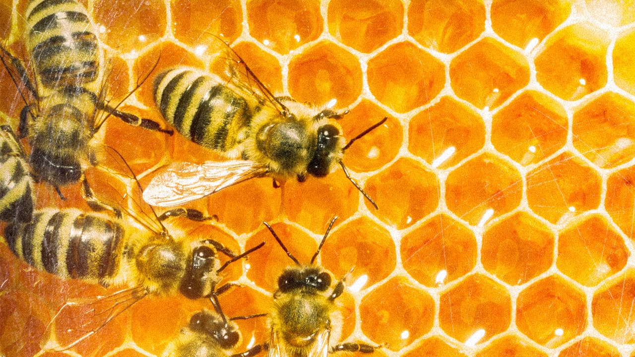 Arbon, Stadt der weiten Horizonte